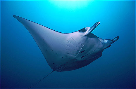 Manta Rayas