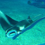 manta raya en acuario