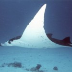 Manta raya nadando