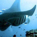 Manta raya comiendo