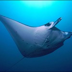 manta raya bajo el mar