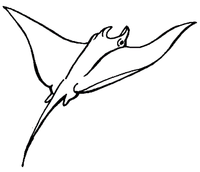 Dibujos de manta rayas » MANTARAYAPEDIA