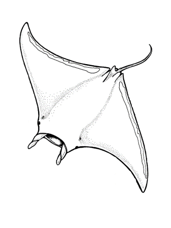 Dibujos de manta rayas » MANTARAYAPEDIA