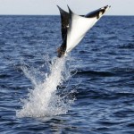 manta raya saltando del agua