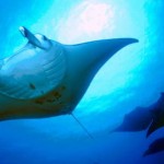 manta en el oceano