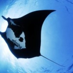 manta raya desde abajo