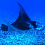 manta raya en el fondo marino